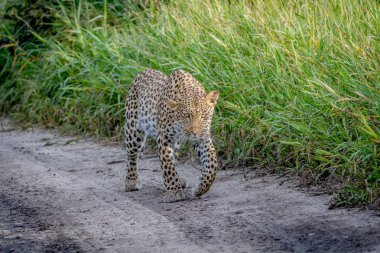 Kameranın doğru yürüyüş leopar.