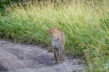 Kameraya yıldızı leopar.
