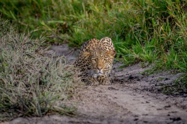 Kameranın doğru takip leopar.