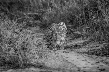 Kameranın doğru takip leopar.