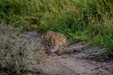 Kameranın doğru takip leopar.