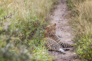 Kuma bırakmasını leopar.
