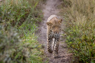 Kameranın doğru yürüyüş leopar.