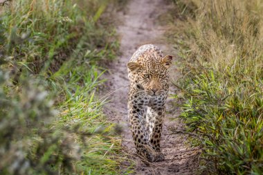 Kameranın doğru yürüyüş leopar.