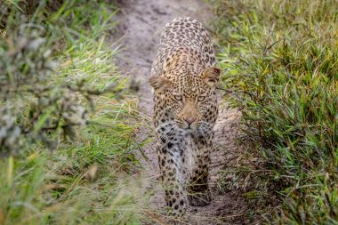 Kameranın doğru yürüyüş leopar.