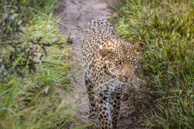 Kameranın doğru yürüyüş leopar.