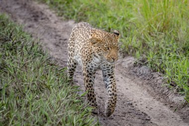 Kameranın doğru yürüyüş leopar.