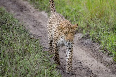 Kameranın doğru yürüyüş leopar.