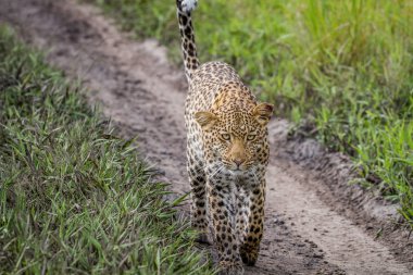 Kameranın doğru yürüyüş leopar.