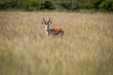 Springbok ayakta yüksek çim.
