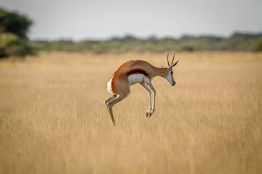 Springbok pronking in the grass. clipart