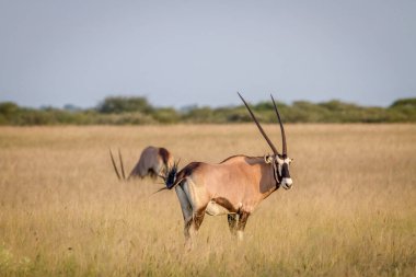 Gemsbok ayakta çim.
