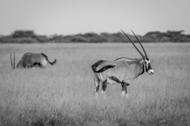 Gemsbok ayakta çim.