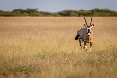 Gemsbok ayakta çim.