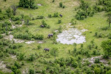Aerial view of a herd of Elephants. clipart