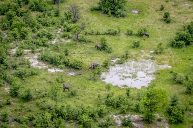 Aerial view of a herd of Elephants. clipart