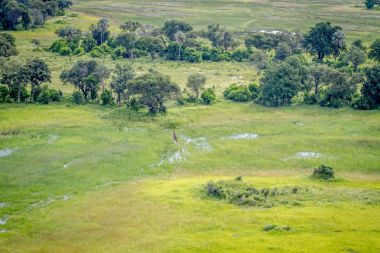 Okavango Deltası'nda yürüyüş bir zürafa havadan görünümü.