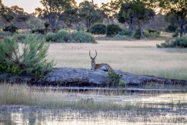 Erkek Lechwe çamura bırakmasını.