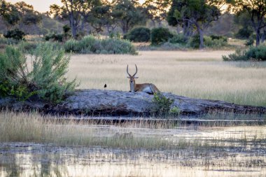Erkek Lechwe çamura bırakmasını.
