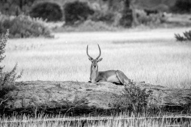 Erkek Lechwe çamura bırakmasını.