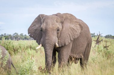 Kameraya yıldızı fil.
