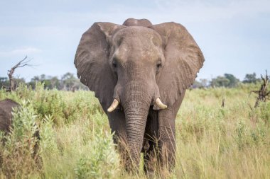 Kameraya yıldızı fil.