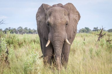 Kameraya yıldızı fil.