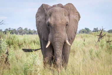Kameraya yıldızı fil.
