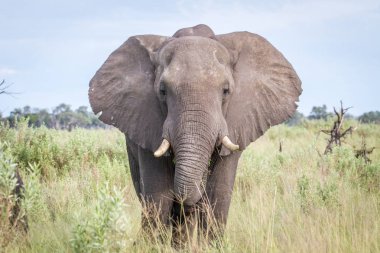 Kameraya yıldızı fil.