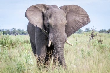 Kameraya yıldızı fil.