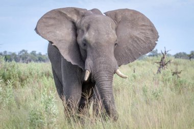 Kameraya yıldızı fil.