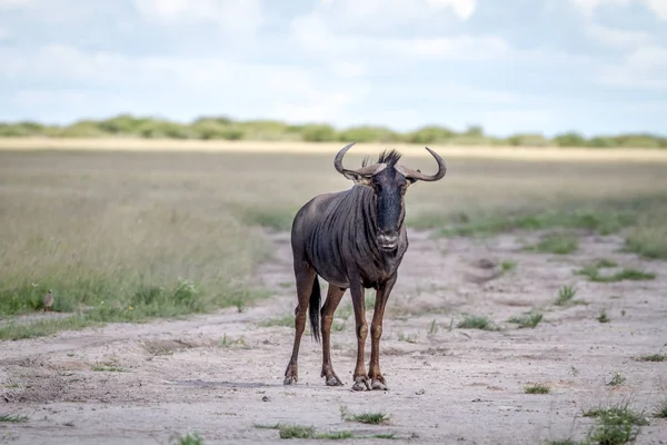 Mavi wildebeest ayakta kum. — Stok fotoğraf