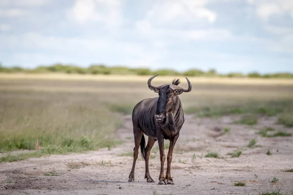 Gnus azuis em pé na areia . — Fotografia de Stock