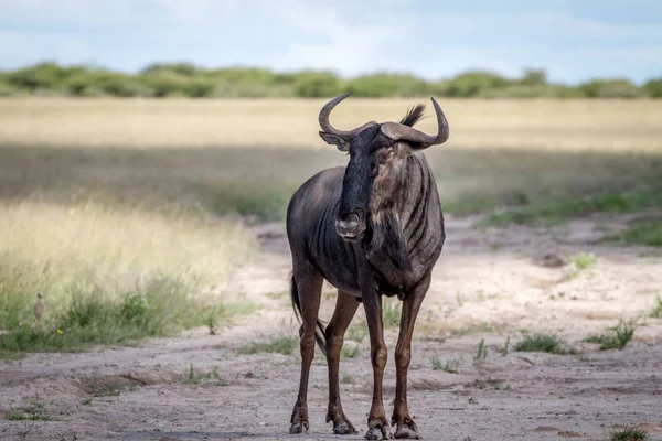 Blauwe gnoe staande in het zand. — Stockfoto