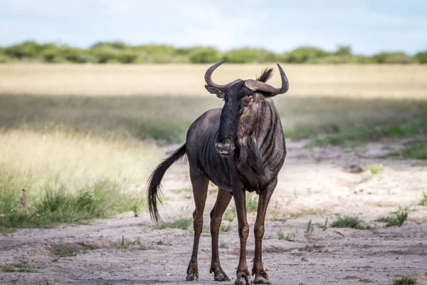 Blauwe gnoe staande in het zand. — Stockfoto