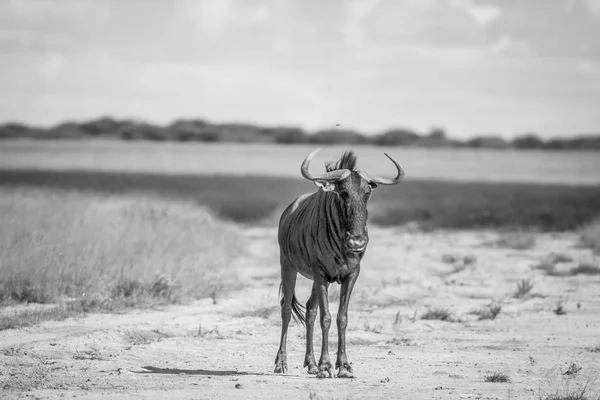 Blue wildebeest stående i sanden. — Stockfoto