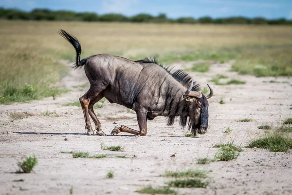 Blauwe gnoe geknield in het zand. — Stockfoto