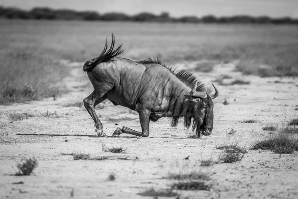 Wildebeest blu inginocchiato nella sabbia . — Foto Stock