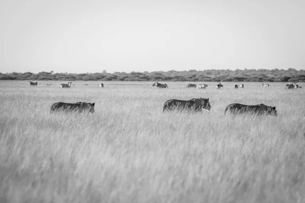 Pride of Lions in the high grass. — Stock Photo, Image