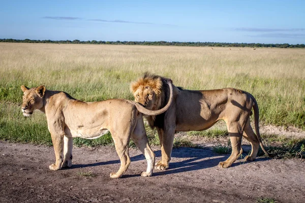 Mating couple of Lions standing on the road.