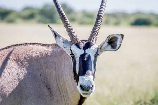 Κοντινό πλάνο του μια Oryx πρωταγωνιστούν στη φωτογραφική μηχανή. — Φωτογραφία Αρχείου