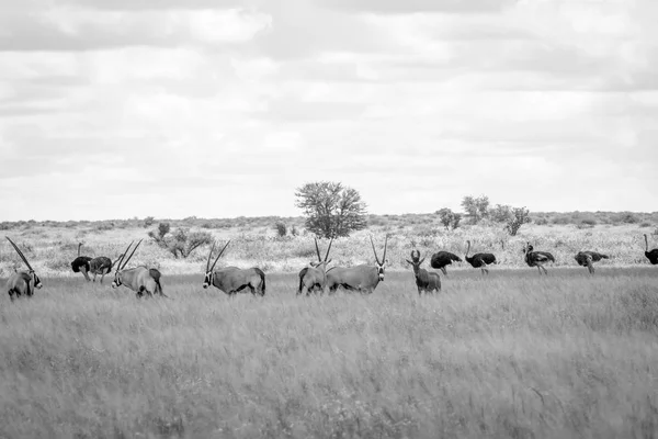 Gemsbok, avestruces, Hartebeest rojo en la hierba —  Fotos de Stock