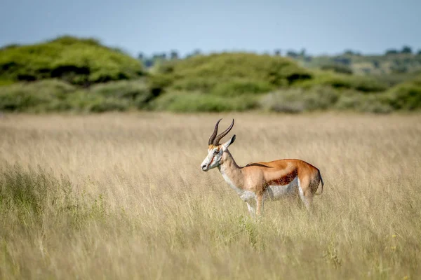 Springbok em pé na grama alta . — Fotografia de Stock