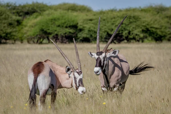 İki Gemsbok bağ yüksek çim.