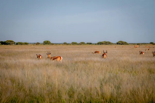 Stado Springbok w wysokiej trawie. — Zdjęcie stockowe