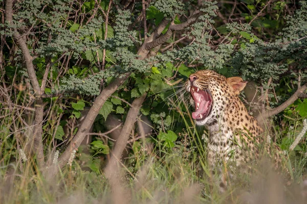 Leopardo bocejando nos arbustos . — Fotografia de Stock