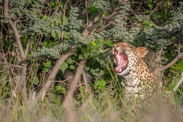 Leopard gähnt im Gebüsch. — Stockfoto