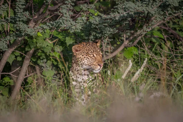 Leopard sitzt im Gebüsch. — Stockfoto