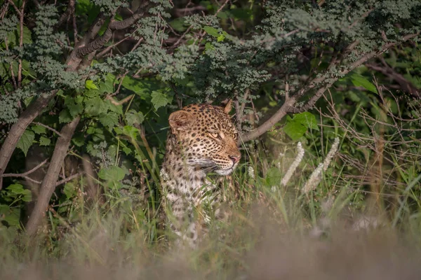 Leopardo seduto tra i cespugli . — Foto Stock