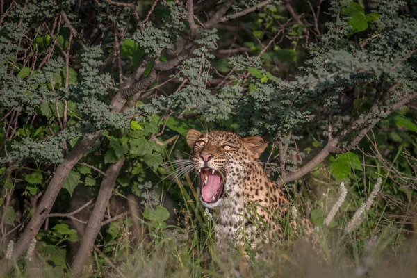 Leopard gähnt im Gebüsch. — Stockfoto
